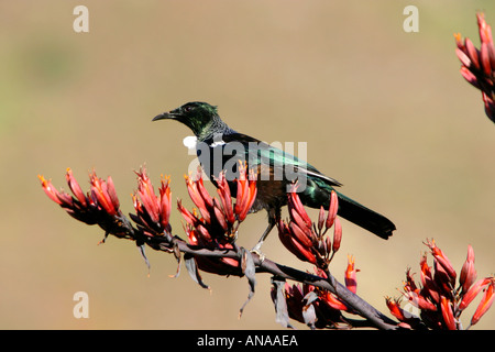 TUI ein Waldvogel mit einer weißen Flechtwerk Kehle auf blühenden Flachs in Neuseeland Stockfoto