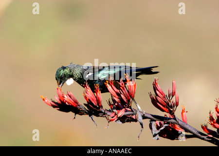 TUI ein Waldvogel mit einem weißen Flechtwerk Schlund von Nektar ernähren blühenden Flachs in Neuseeland Stockfoto