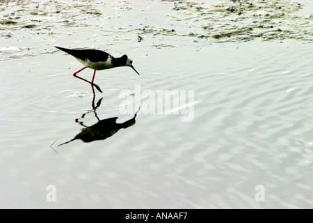 Australasian Pied Stilt Fütterung in Feuchtgebieten Neuseeland Stockfoto