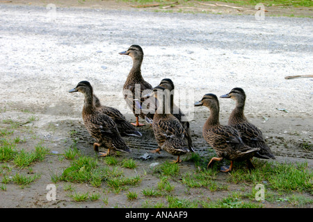 Mallard duck Familie Anas Platyrhynchos Mutter und Jungen zu Fuß nach vorne und verstärkt in Linie Neuseeland Stockfoto