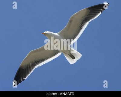 Blackbacked Möwe im Flug Neuseeland Stockfoto