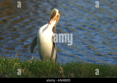 Yellow eyed zweiten seltensten Pinguin Pinguin der Welt-Neuseeland Stockfoto