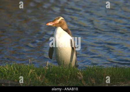 Yellow eyed zweiten seltensten Pinguin Pinguin der Welt-Neuseeland Stockfoto