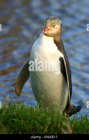 Yellow eyed zweiten seltensten Pinguin Pinguin der Welt-Neuseeland Stockfoto