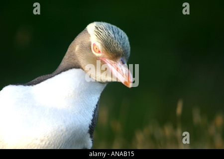 Yellow eyed zweiten seltensten Pinguin Pinguin der Welt-Neuseeland Stockfoto