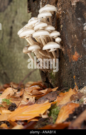 Porzellan-Pilz Oudemansiella Mucida gefunden wächst im Wald nahe der Stadt Dorchester, Dorset County, England, UK Stockfoto