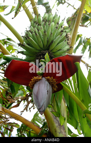 Bananenpflanze mit Blüte und Frucht Musa Musaceae New Zealand North Island Stockfoto