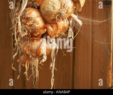 Zwiebeln zum Trocknen aufgehängt Stockfoto