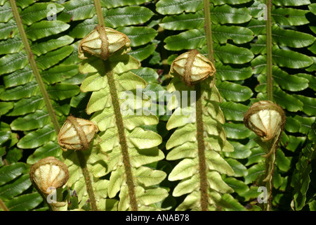 Farn und Koru Blechnum Procerum kleine Kiokio Cape Farn-Neuseeland Stockfoto