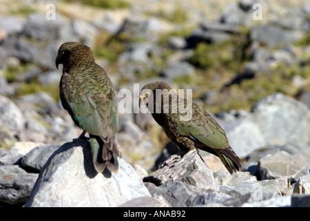 Kea der neugierige Papagei wie Vogel in Neuseeland Stockfoto