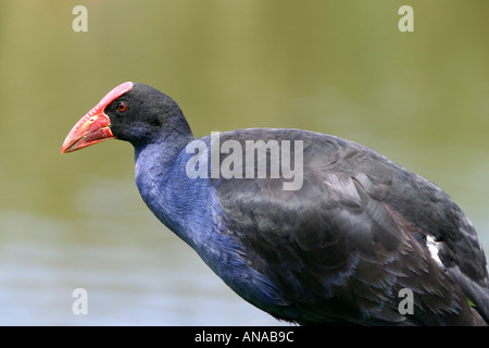 Pukeko Porphyrio Melanotus Neuseeland Stockfoto