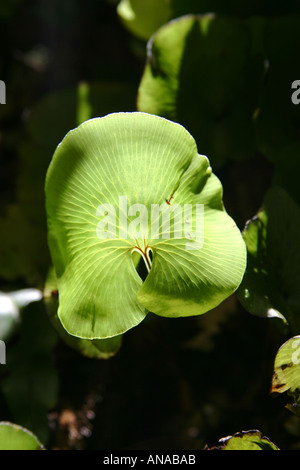 Niere Farn Trichomanes Reniforme Neuseeland Stockfoto