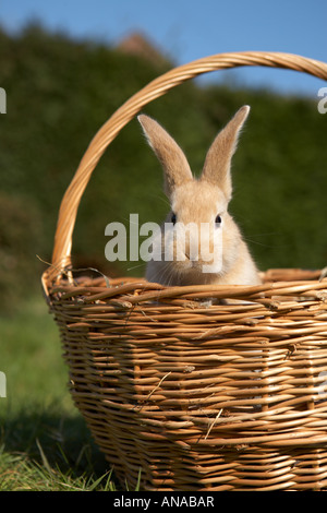 Niedliche Osterhasen in einem handgewebten Weidenkorb Stockfoto