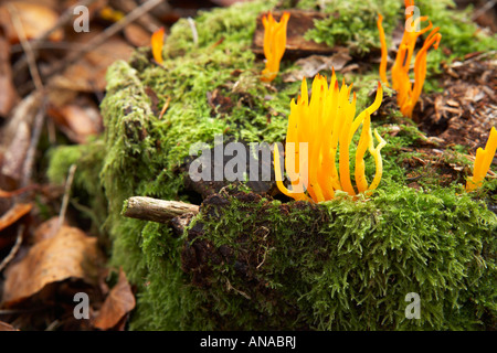 Gelbe Staghorn Calocera Viscosa Pilze wachsen in der New Forest, Hampshire county, England, UK Stockfoto