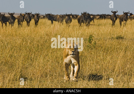 Löwin zu Fuß entfernt von Gnus (Panthera Leo und Connochaetes Taurinus) Stockfoto