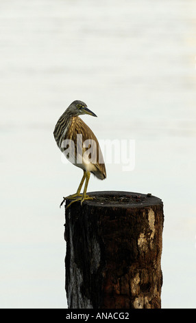 Indischen Teich Heron auf der Suche nach Beute in den Gewässern von Fort Cochin, Kerala, Indien Stockfoto