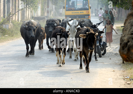 Eine kleine Herde auf den Straßen von Varanasi hält den Verkehr. Stockfoto