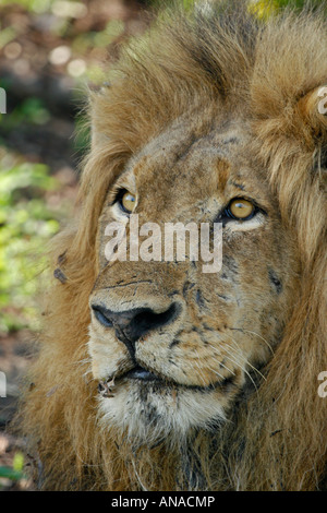 Close-up Portrait von männlichen Löwen Stockfoto