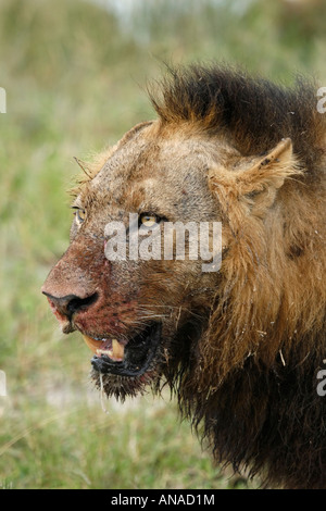 Seite Ansicht Porträt des männlichen Löwen mit lückenhaft schwarzen Mähne und blutigen Gesicht Stockfoto