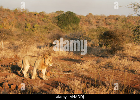 Männlicher Löwe Wandern im trockenen Buschland Umgebung Stockfoto