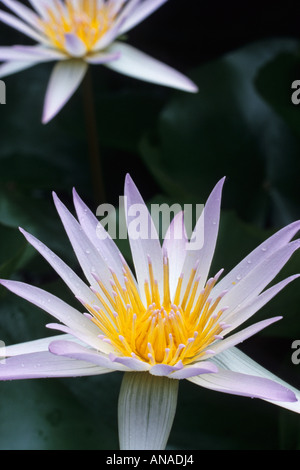 Seerose (Nymphaea x daubenyana) Stockfoto