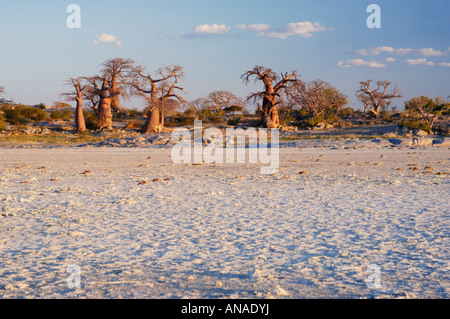 Malerische Aussicht auf ein Baobab-Bäume auf Kubu Island und die Salinen im Vordergrund Stockfoto