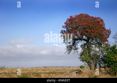 Bushveld Landschaft mit einer blühenden weinend Boer-Bohne (Schotia Brachypetala) Baum im Vordergrund Stockfoto