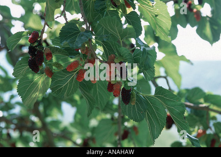 Schwarze Maulbeere, gemeinsame Maulbeere (Morus Nigra), Früchte, Griechenland Stockfoto