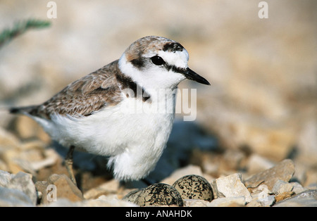 Seeregenpfeifer (Charadrius Alexandrinus), männliche am nest Stockfoto