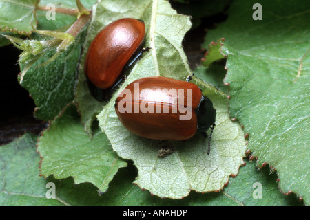 roten Pappel Getreidehähnchen, Pappel Getreidehähnchen, verlässt Pappel Käfer (Melasoma Populi, Chrysomela Populi), Pappel Stockfoto