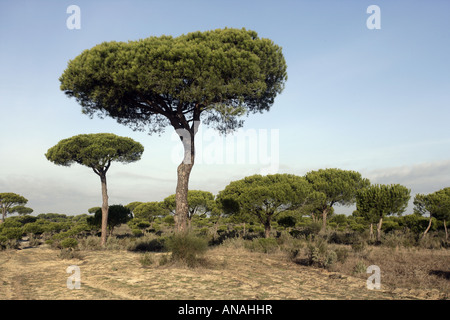Coto Donona National Park West Andalusien Spanien Stone Pine Pinus Pinea Wald im westlichen Teil des Parks Stockfoto