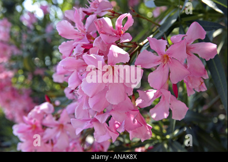 Oleander (Nerium Oleander), rosa Blumen Stockfoto