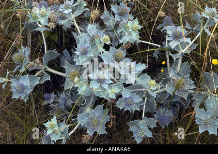 Meer-Holly auf Sanddünen Qualitätsorientierung Nature Reserve Bridgend South Wales wachsen Stockfoto