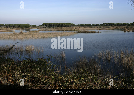 Coto Donana Nationalpark Spaniens Acebuche Visitor Center Laguna de Los Pájaros Häute Stockfoto