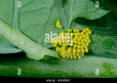 Großen weißen Schmetterling Eiern Pieris Brassicae auf einem Kohlkopf fotografiert Blatt August 2005 Cornwall Stockfoto
