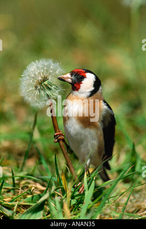 Stieglitz Zuchtjahr Zuchtjahr auf Löwenzahn Taraxacum Ruderalia 2004 Cornwall Stockfoto