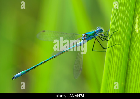 Emerald Damselfly Lestes Sponsa 2005 Cornwall Stockfoto