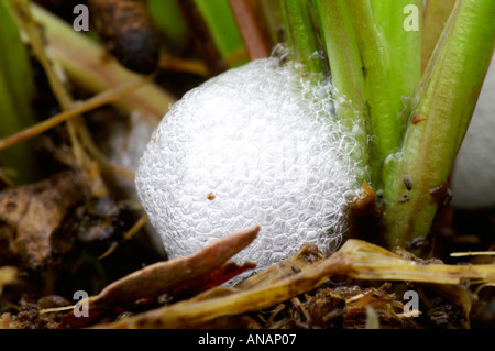 Cuckoo Spit gemeinsame Blutzikade Philaenus Spumarius 2005 Cornwall Stockfoto