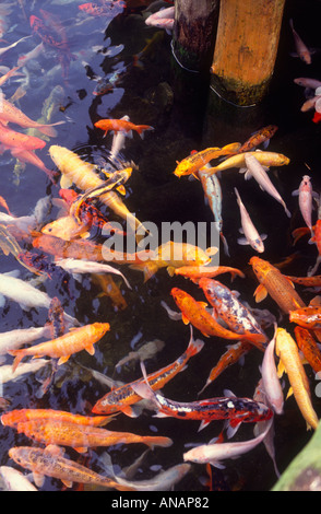 Koi-Karpfen im Teich an die neun Stämme Cultural Village in der Nähe von Puli-Taiwan Stockfoto