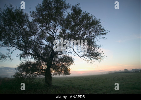 Somerset Levels nr Bridgwater Somerset Großbritannien Silhouette einer Weide im Moorland im Morgengrauen Somerset Levels Stockfoto