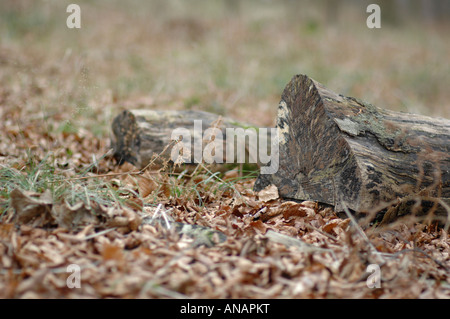 Kings Holz, amp, Kent Stockfoto