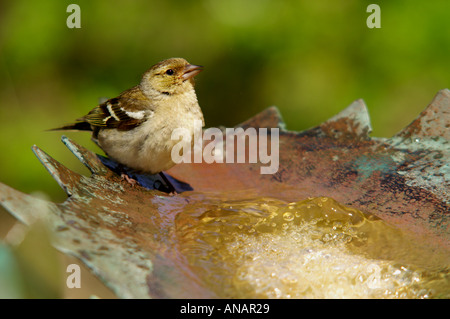 Buchfink Fringilla Coelebs weibliche Juni 2005 Scilly-Inseln Stockfoto