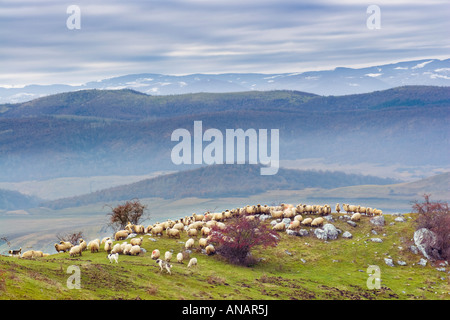 Turda Klamm Cheile Turzii Rumänien Stockfoto