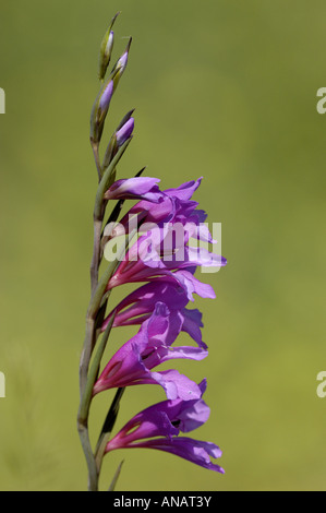Wilde Gladiole (Gladiolus Illyricus), Blütenstand, Spanien, Pyrenaeen, Mallos de Riglos Stockfoto