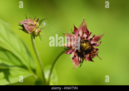 Sumpf-Fingerkraut, Marsh fünffingrige, lila Fingerkraut (Potentilla Palustris, Comarum Palustre), Blüte, Deutschland, Nordrhein- Stockfoto