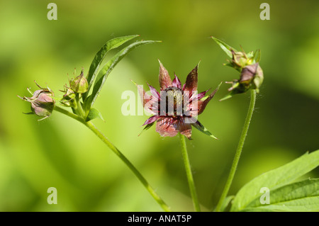 Sumpf-Fingerkraut, Marsh fünffingrige, lila Fingerkraut (Potentilla Palustris, Comarum Palustre), Blüte, Deutschland, Nordrhein- Stockfoto