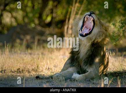 Ein männlicher Löwe Panthera, die Leo gähnt und ruht im Schatten im Mamili Nationalpark in der Caprivi Region von Namibia in Afrika Stockfoto