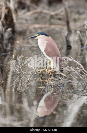 Männliche Rufous Nachtreiher (aka Nankeen Nachtreiher) (Nycticorax Caledonicus) auf einem Ast in eine leichte Sumpf. Hirte See, Perth Stockfoto