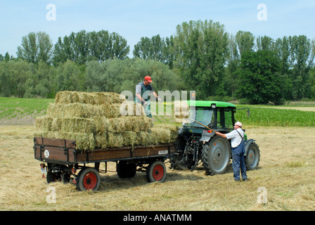 Heu ernten, Deutschland, Rheinland-Pfalz, Pfälzer Rheinebene Stockfoto