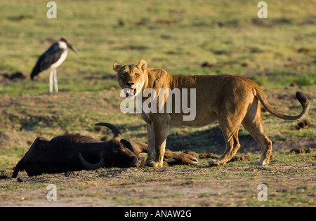 Löwin Panthera Leo Hose in der Hitze nach fangen ihre Beute ein junger Büffel im Chobe Nationalpark in Botswana Stockfoto